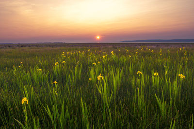 Scenic view of field against sky during sunset