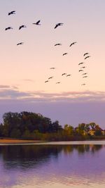 Birds flying over lake against sky during sunset