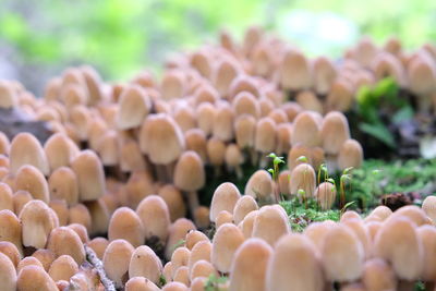 Close-up of fresh seeds