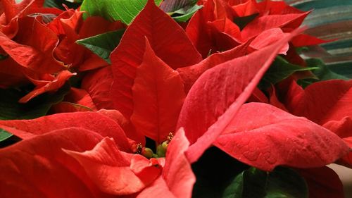 Close-up of red flowers blooming outdoors