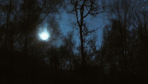 Low angle view of trees against sky