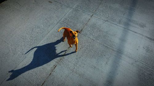 High angle view of dog on floor