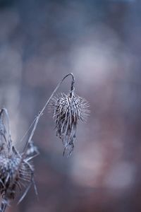 Close-up of wilted plant