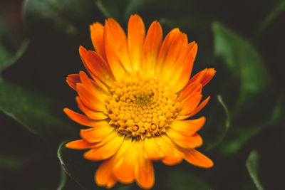 Close-up of orange flower