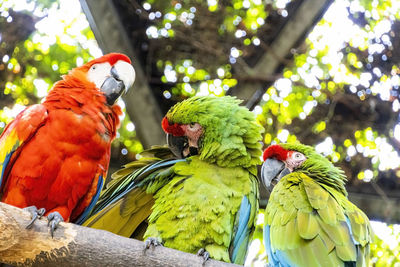 Ara macao portrait of colorful scarlet macaw parrot against jungle background, zoo mexico