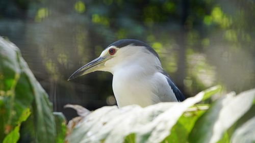 Close-up of bird perching on a tree