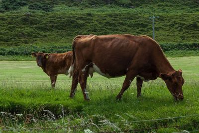 Cows grazing on field
