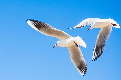 Low angle view of seagull flying against blue sky