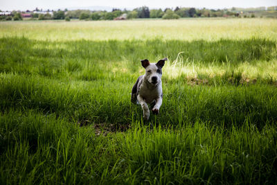 Dog in a field