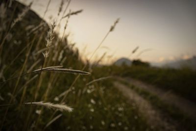 Close-up of crops growing on field against sky