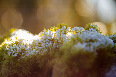 Close-up of white flowering plant