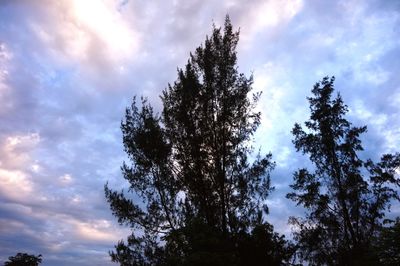 Low angle view of silhouette trees against sky