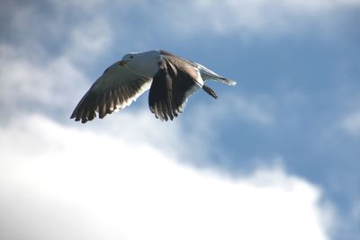 Low angle view of eagle flying against sky