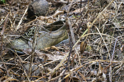 High angle view of snake on field