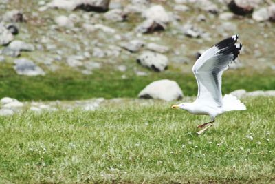 Close-up of bird on grass