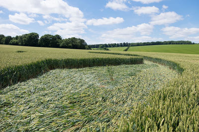 Scenic view of wheat field against sky