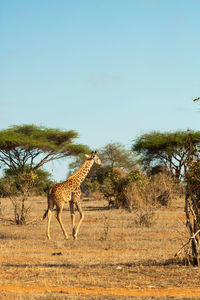 Giraffes on field against clear sky