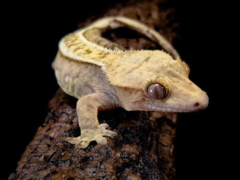 Close-up of lizard