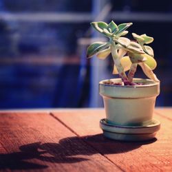 Close-up of potted plant on table