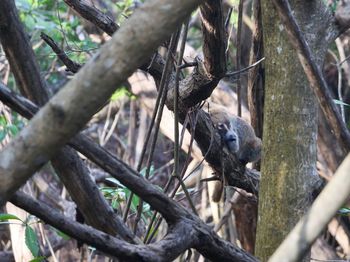 View of a bird in forest