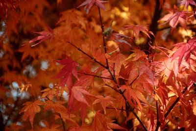 Close-up of maple leaves on plant