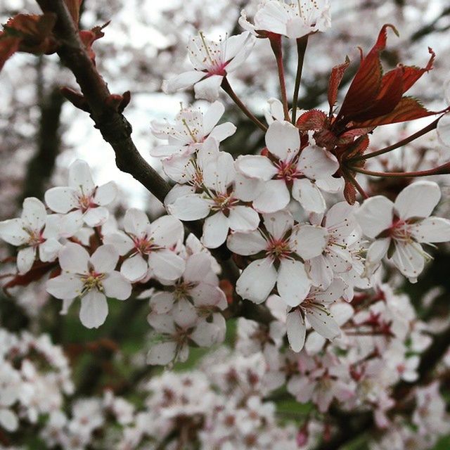 CLOSE-UP OF WHITE CHERRY BLOSSOM