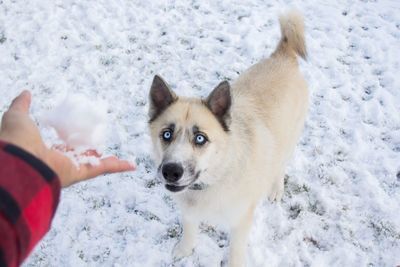 Portrait of dog with hand on snow