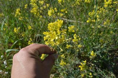 Close-up of hand holding flower
