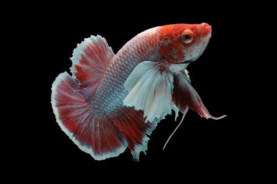 Close-up of fish swimming in sea
