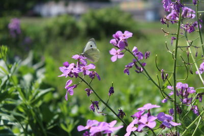Close-up of butterfly pollinating on pink flowering plant