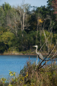 High angle view of gray heron perching on tree by lake against sky