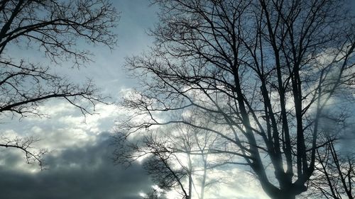 Low angle view of bare trees against sky