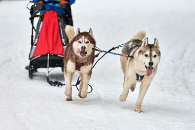 Dogs running on snow covered landscape during winter