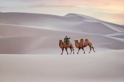 People riding in desert