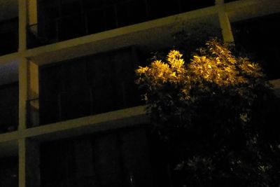 Low angle view of yellow flowering plants by building