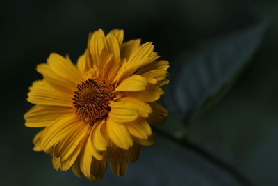 Close-up of yellow flower