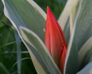 Close-up of red leaf on plant