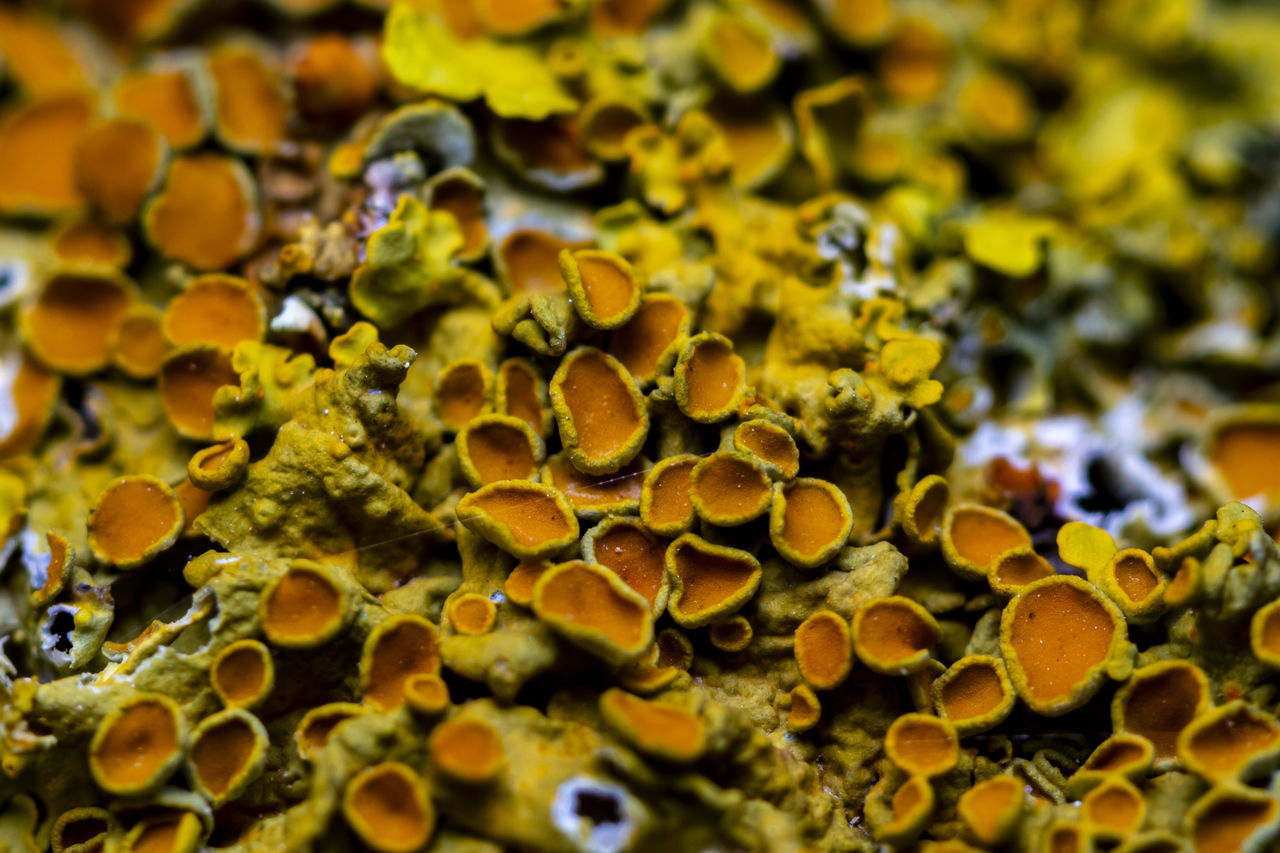 FULL FRAME SHOT OF YELLOW LEAVES AND PLANTS