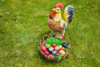 Peacock in basket on field