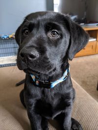 Close-up of dog looking away