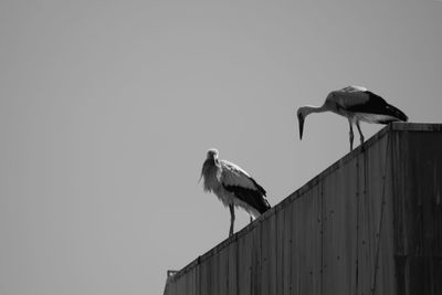 Low angle view of gray heron perching against clear sky