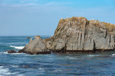 Lots of seagulls stand on rocks isolated in the ocean, relaxing and flying around the rocks