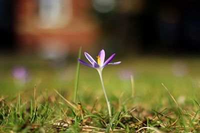 Close-up of purple crocus flower on field