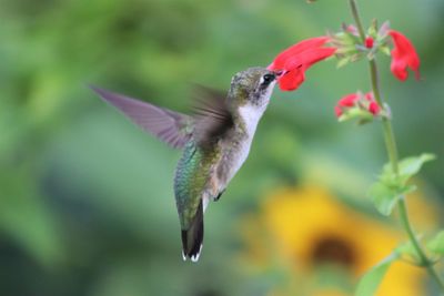 Close-up of a bird flying