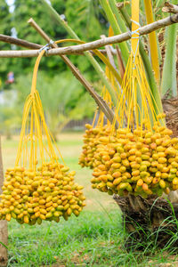 Close-up of yellow fruits hanging on plant