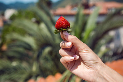 Girl hand holding a juicy red ripe strawberries on a background of palm tree in the summer