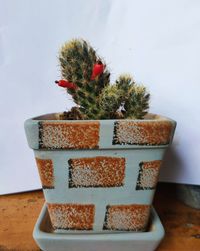 Close-up of potted plant on table