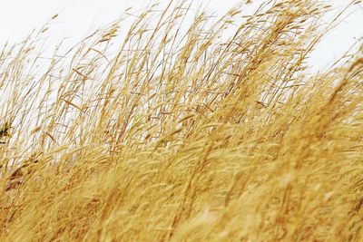 Close-up of wheat field against sky