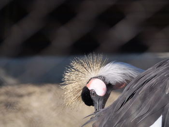 Close-up of bird