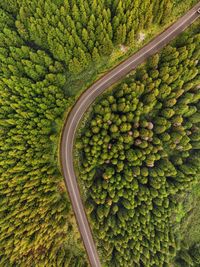 Aerial view of road amidst trees